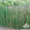 Horsetail Reed