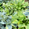 Hosta - Assorted made by here at Twin Oaks Nursery & Supply