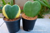 Hoya Heart - 2 Inch made by here at Twin Oaks Nursery & Supply