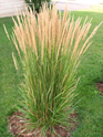 Karl Forester Grass made by here at Twin Oaks Nursery & Supply