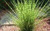 Little Zebra Grass is here at  Twin Oaks Nursery & Supply in Denison & Sherman Tx