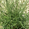 Blue Dart Juncus Grass