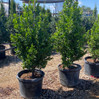 Laurel - Carolina Cherry - 30 Gal made by here at Twin Oaks Nursery & Supply