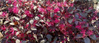 Cherry Blast Loropetalum made by here at Twin Oaks Nursery & Supply