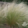 Mexican Feather Grass