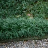 Dwarf Mondo Grass