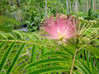Mimosa