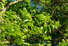 Pecan