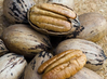 Pecan