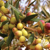 Olive Tree