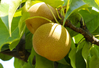 Fruiting Pear
