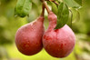 Fruiting Pear
