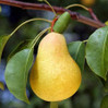 Fruiting Pear
