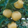 Fruiting Pear