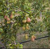 Fruiting Pear