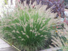 Piglet Fountain Grass made by here at Twin Oaks Nursery & Supply