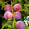 Plum made by here at Twin Oaks Nursery & Supply