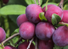 Plum