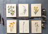 Plantable Seed Card with Envelope- Assorted Designs made by here at Twin Oaks Nursery & Supply