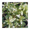 Pyracantha