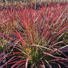 Purple Fountain Grass