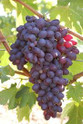 Grapes