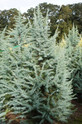Cedrus Deodara made by here at Twin Oaks Nursery & Supply