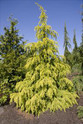 Cedrus Deodara