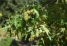 Sweetgum