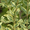 Variegated Privet made by here at Twin Oaks Nursery & Supply