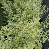 Variegated Privet
