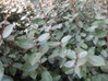 Elaeagnus made by here at Twin Oaks Nursery & Supply