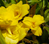 Carolina Jessamine