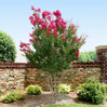Crape Myrtle 'Pink Velour' made by here at Twin Oaks Nursery & Supply