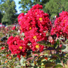 Crape Myrtle 'Red Rocket'