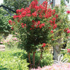 Crape Myrtle 'Red Rocket'