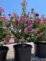 Crape Myrtle 'Catawba' made by here at Twin Oaks Nursery & Supply