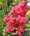  Crape Myrtles Twin Oaks Nursery & Supply