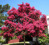 Crape Myrtle 'Tuscarora'