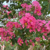 Crape Myrtle 'Tuscarora'