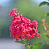 Crape Myrtle 'Tuscarora'