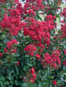 Double Feature Crape Myrtle