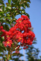 Crape Myrtle 'Miss Frances'