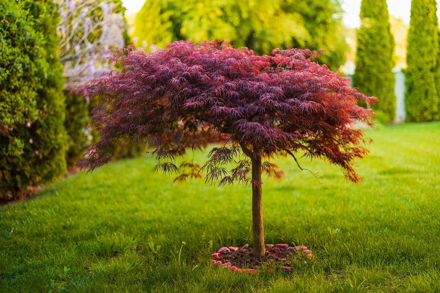 How to Plant and Care for Ornamental Trees - Twin Oaks Nursery