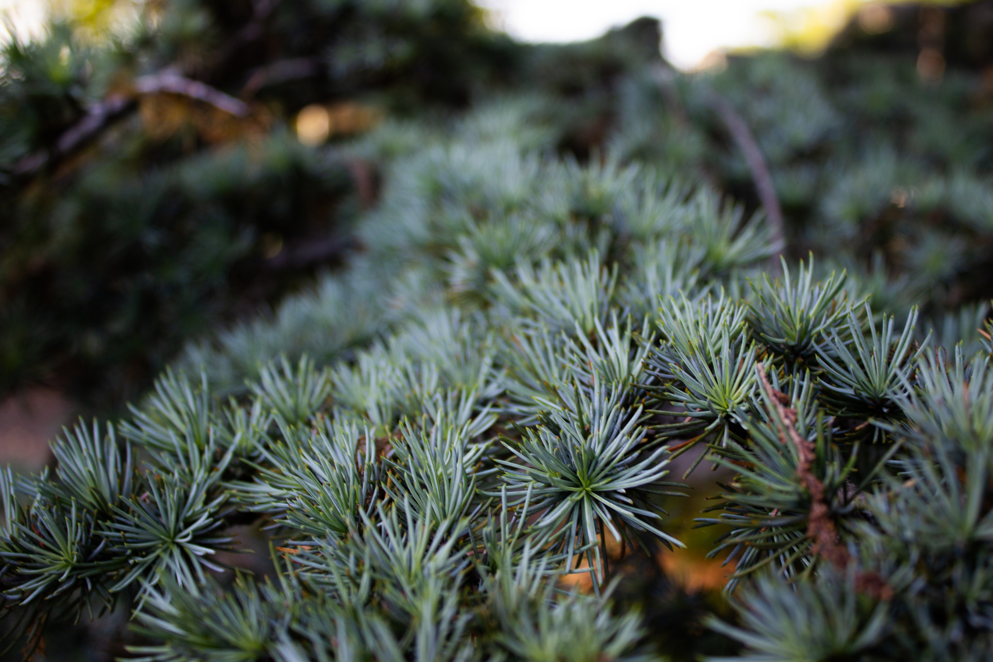 Cyde Tree About Cedrus Deodra - Twin Oaks Nursery & Supply