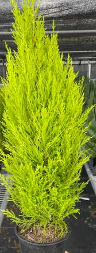Lemon Cypress - 8 Inch by at Twin Oaks