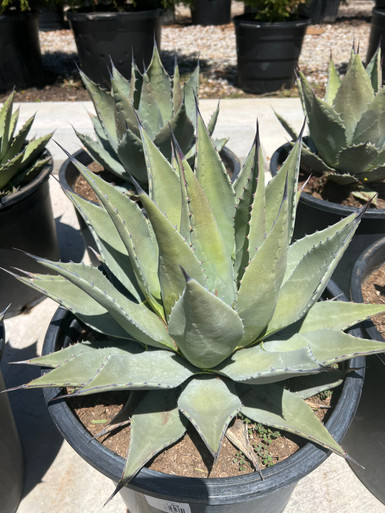 Parry's Agave | Twin Oaks Nursery & Supply Plants