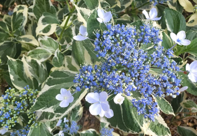 Silver Blue Variegated Hydrangea by at Twin Oaks