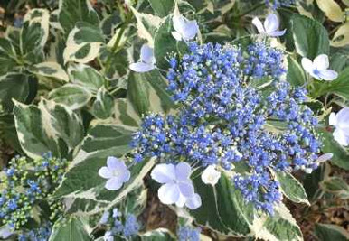 サンスベリア タイガーブルー斑入 Tiger Blue Variegated Silver Blue Variegated Hydrangea by at Twin Oaks