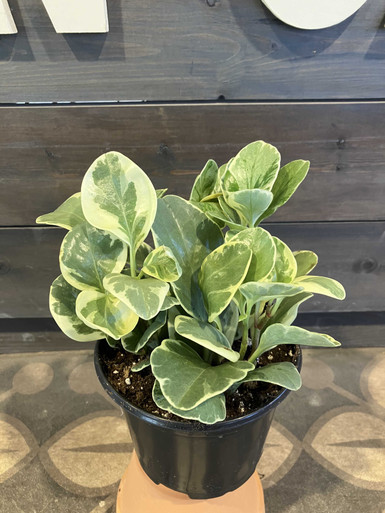 Peperomia - Variegated by at Twin Oaks